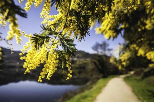 Bienvenida a la primavera