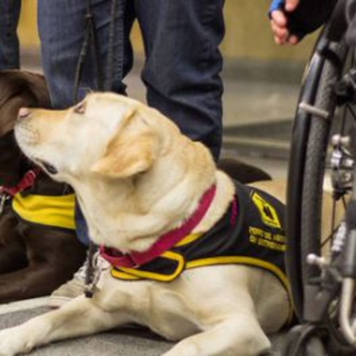 #TodosArriba: ¿Pueden viajar los perros en subte?