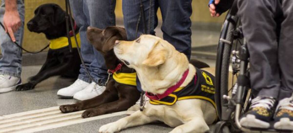 #TodosArriba: ¿Pueden viajar en subte los perros?