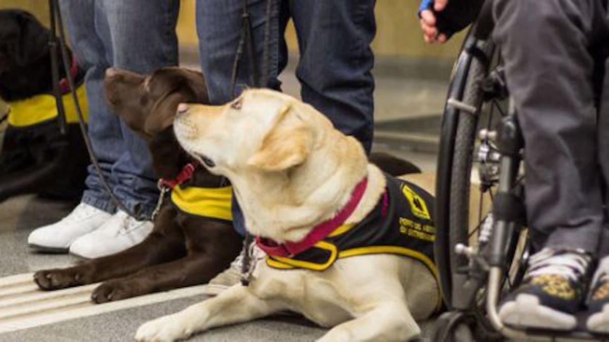 #TodosArriba: ¿Pueden viajar los perros en subte?