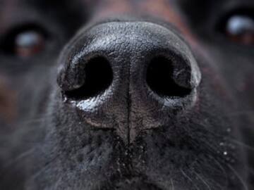 Consejos para pasear a tu perro durante el invierno y no provocarle un resfriado