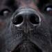 Consejos para pasear a tu perro durante el invierno y no provocarle un resfriado