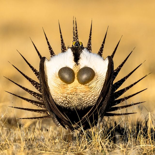 Urogallo de las artemisas en pleno cortejo en Colorado, EEUU.