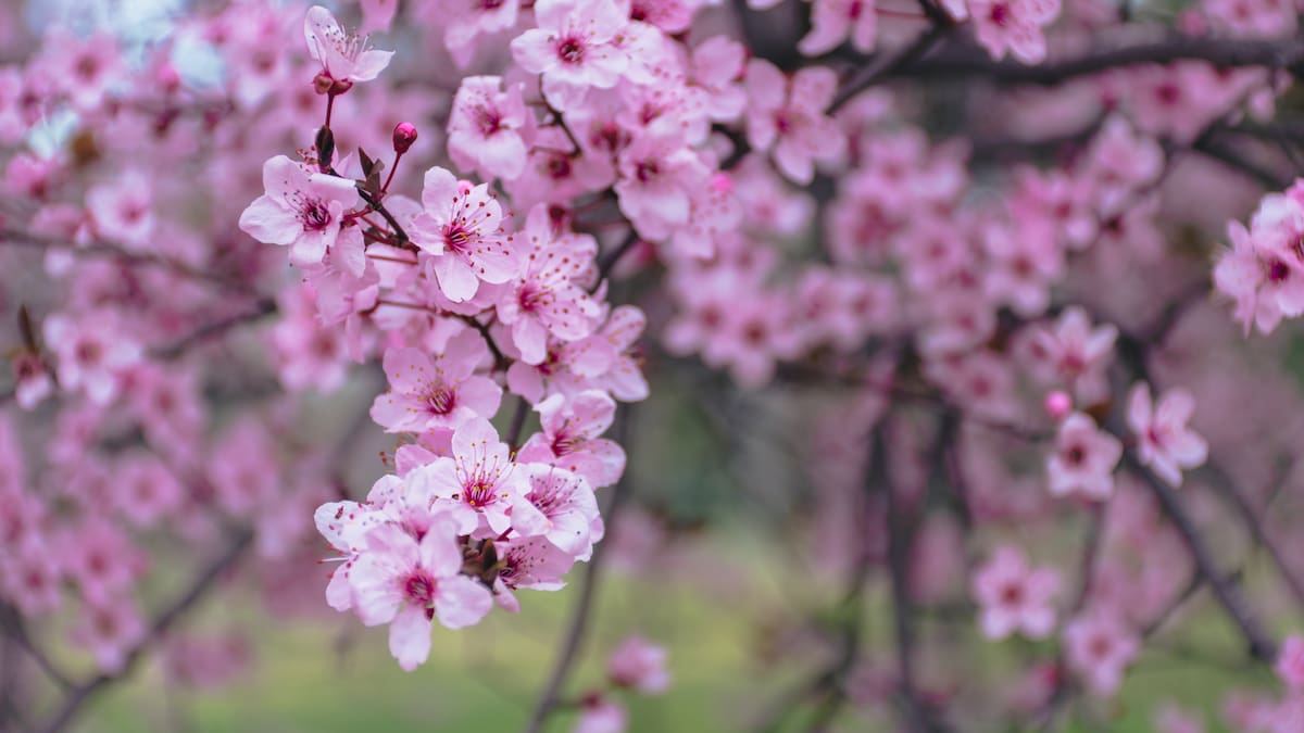 ¿Dónde ver los almendros en flor en Madrid?