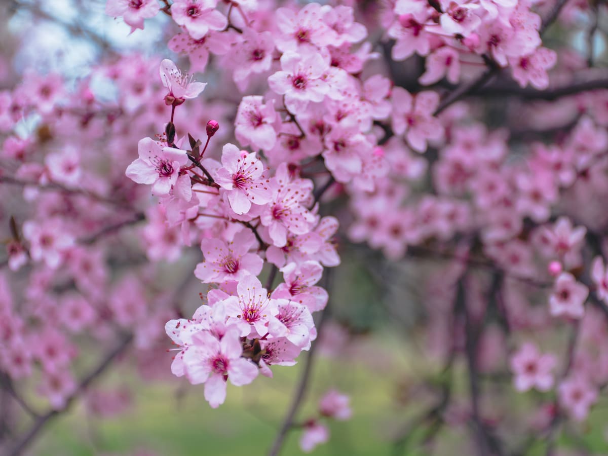 ¿Dónde ver los almendros en flor en Madrid?