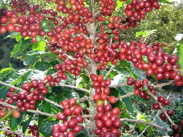 Tour de Café