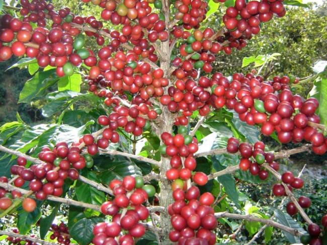 Tour de Café