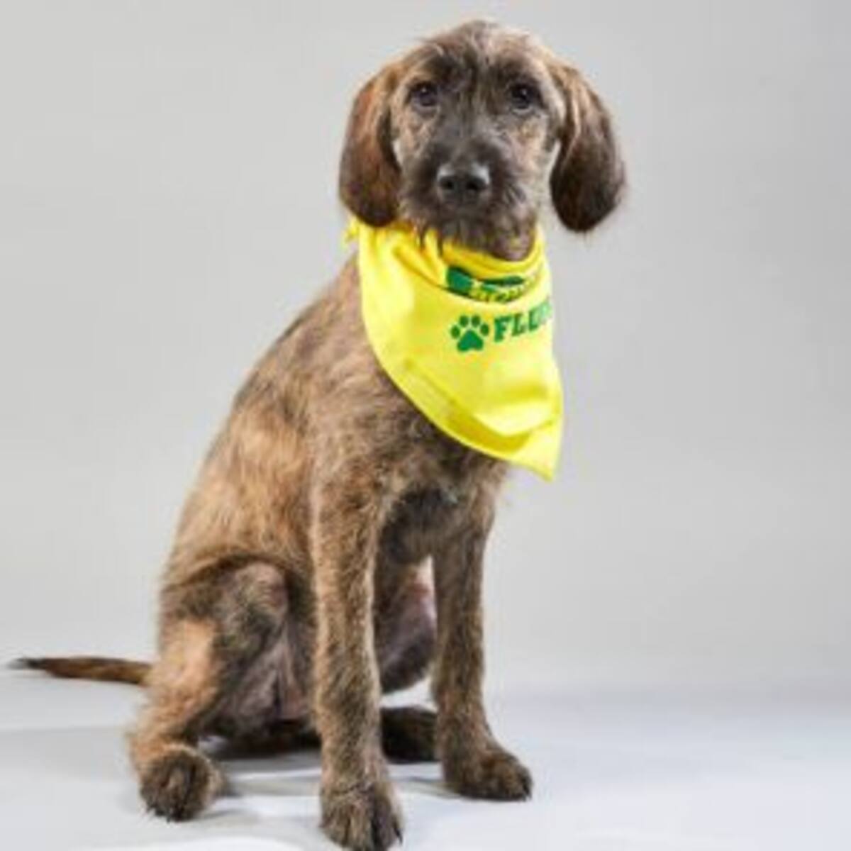 Marisol representó a Costa Rica en el Puppy Bowl de Animal Planet