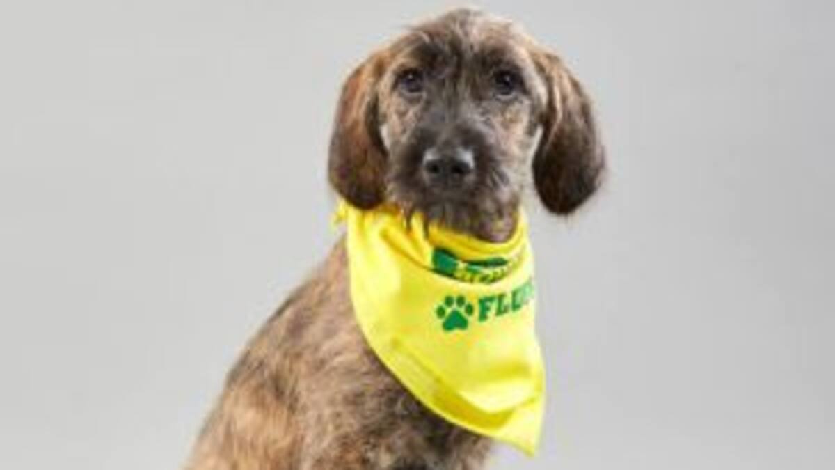 Marisol representó a Costa Rica en el Puppy Bowl de Animal Planet