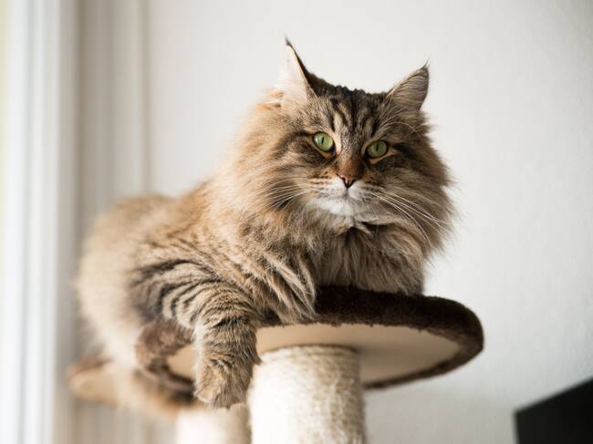 Gato Maine Coon
