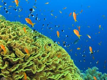 10 COSAS QUE PUEDES HACER PARA CUIDAR DE LOS OCÉANOS