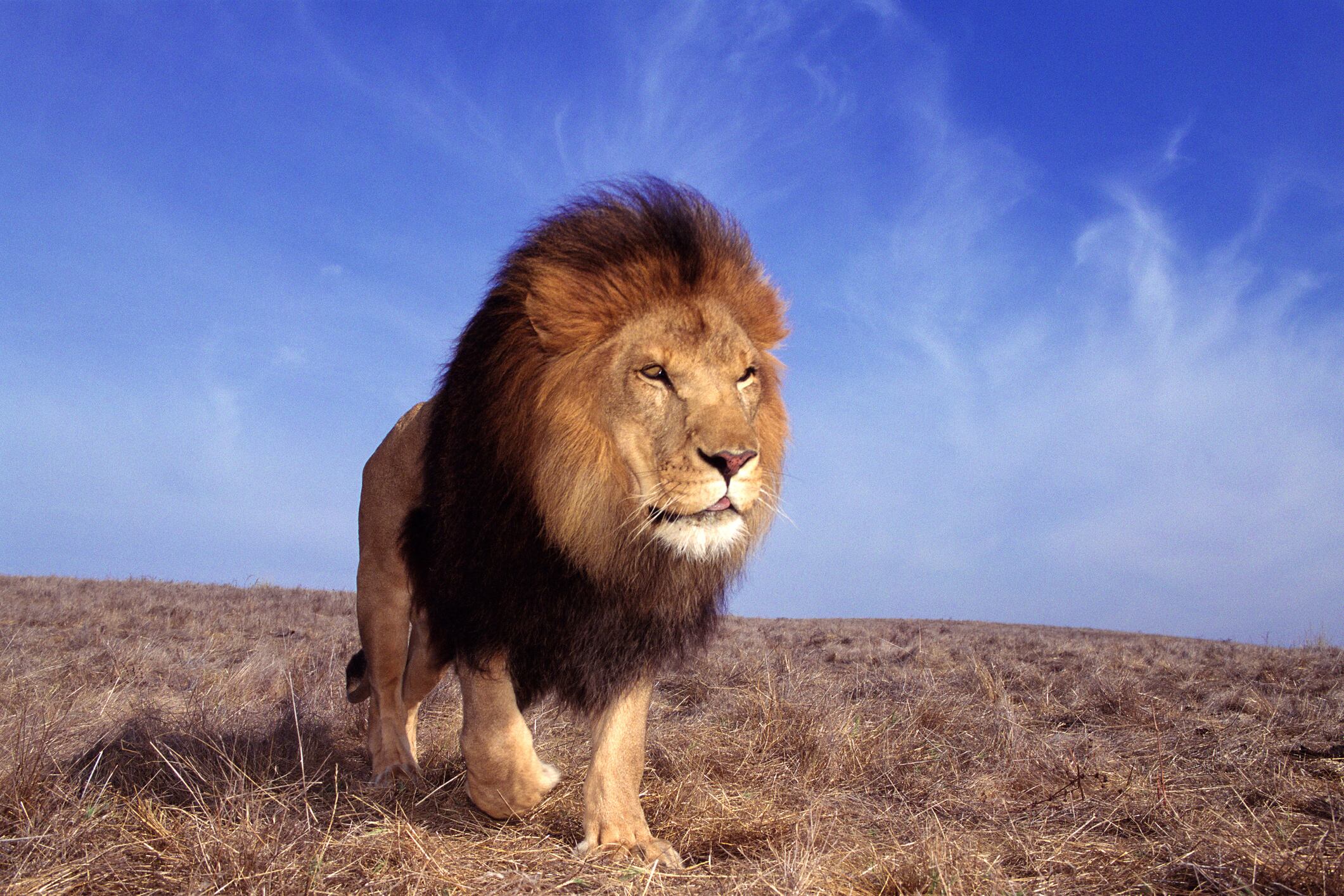 Los leones también vivieron en lo que hoy es España.