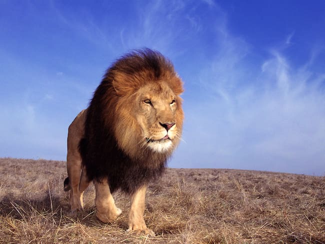 Los leones también vivieron en lo que hoy es España.