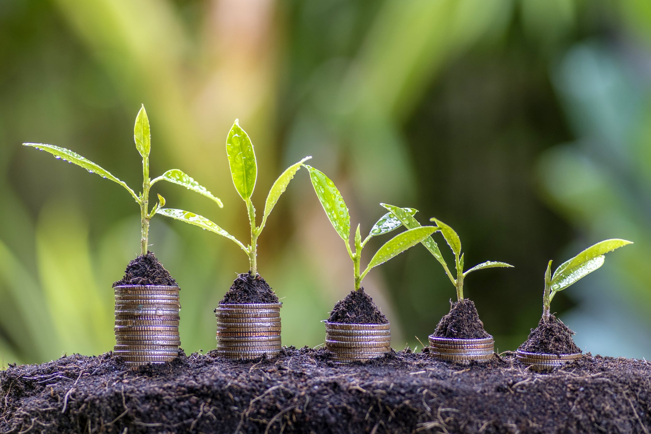 Las semillas son clave para el futuro de la humanidad