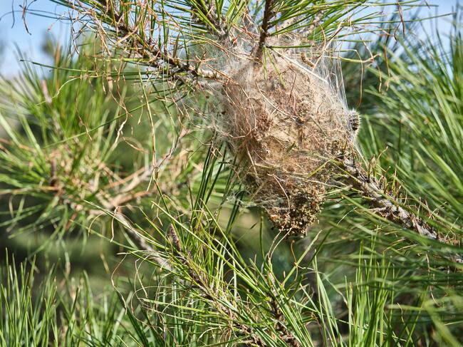 Temporada de procesionarias: cuándo aparecen