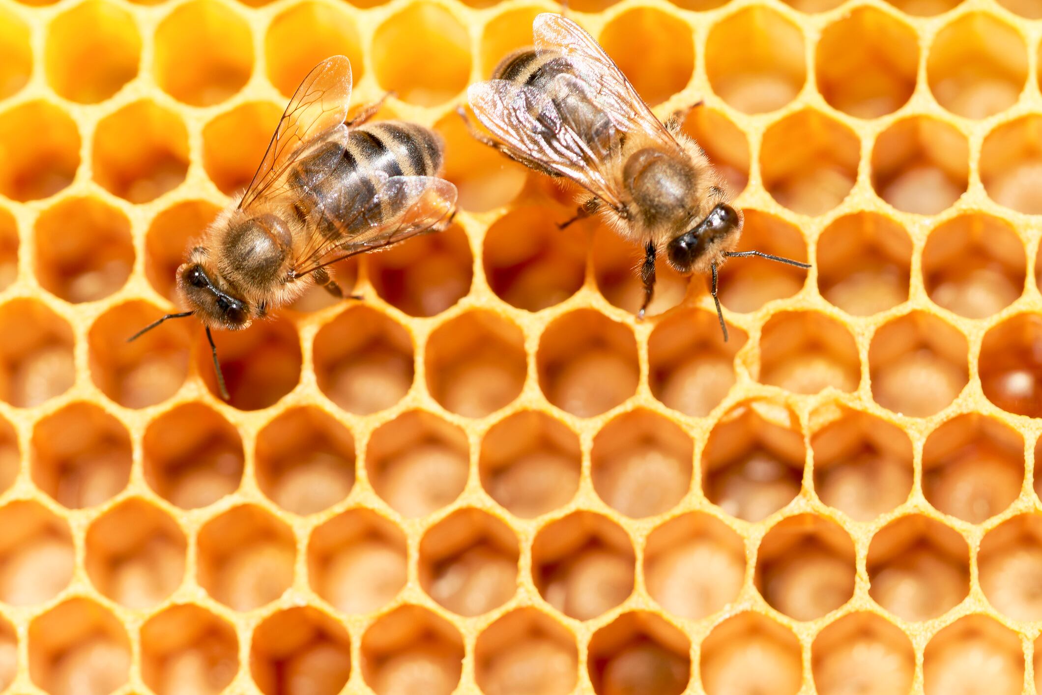 El número de abejas se ha reducido drásticamente.