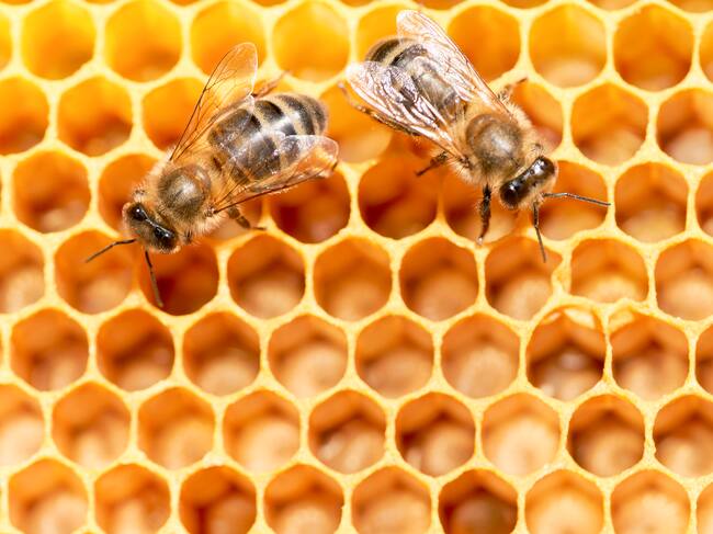 El número de abejas se ha reducido drásticamente.