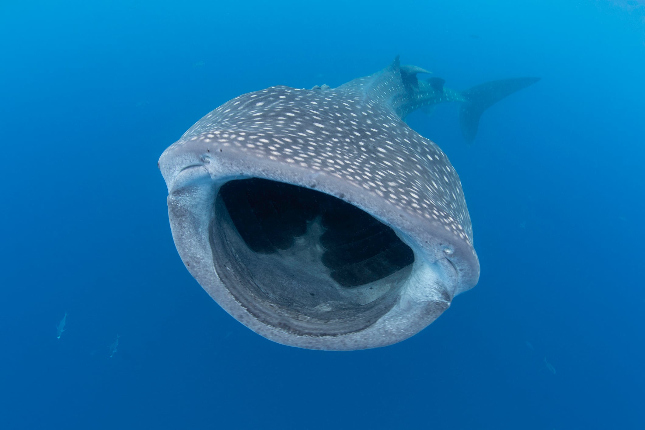 El imponente tiburón ballena, otra de las especies en peligro.