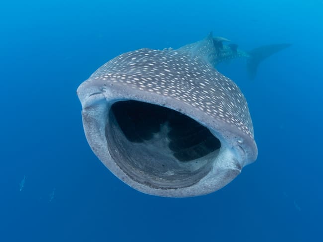 El imponente tiburón ballena, otra de las especies en peligro.