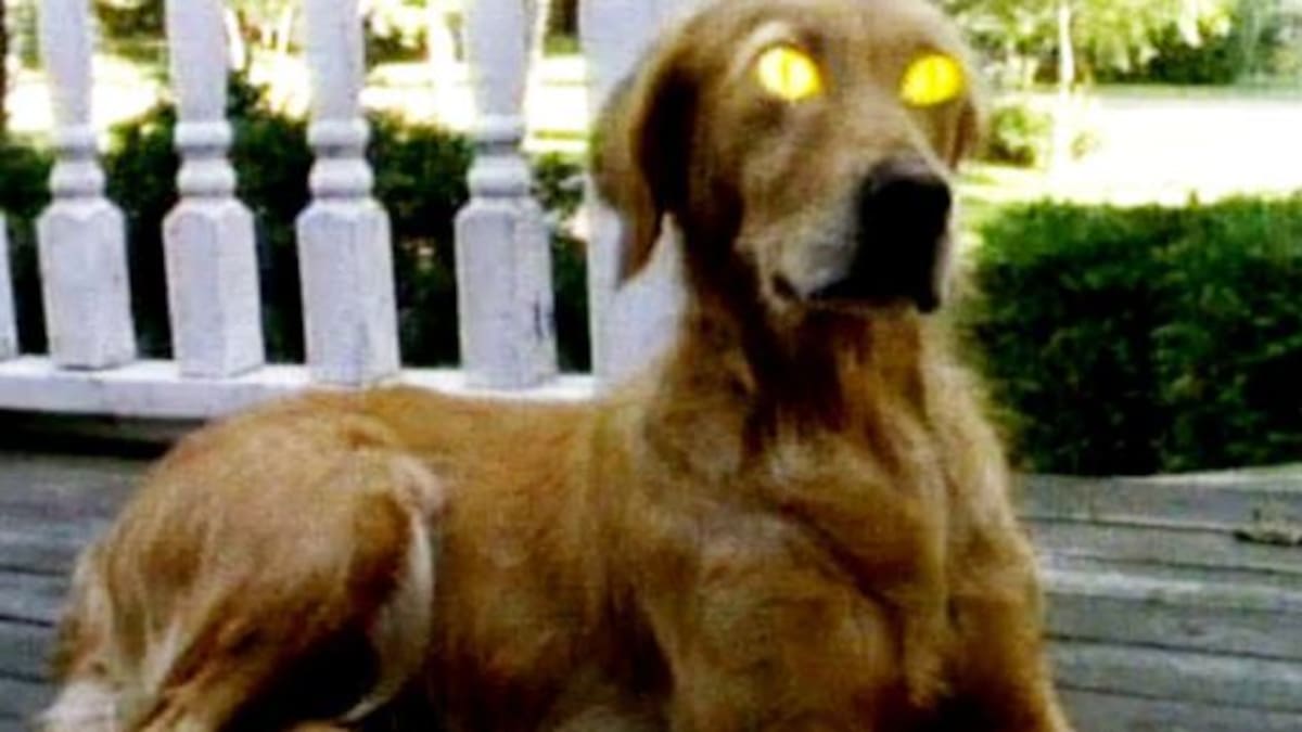 Preparan la remake de "Escalofríos"