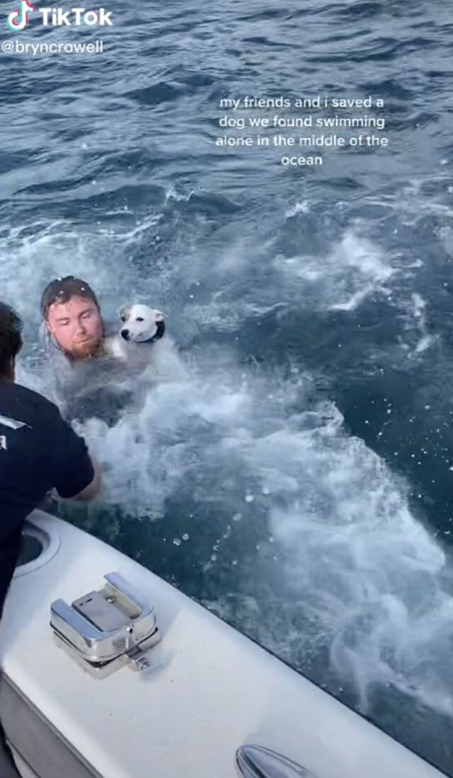 Rescatan a perrito que nadaba solo en medo del océano