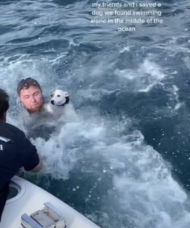 Rescatan a perrito que nadaba solo en medo del océano