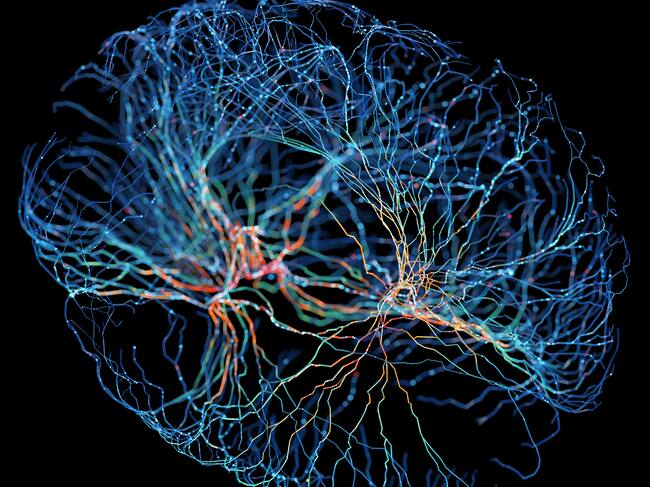 Conexiones neuronales del cerebro