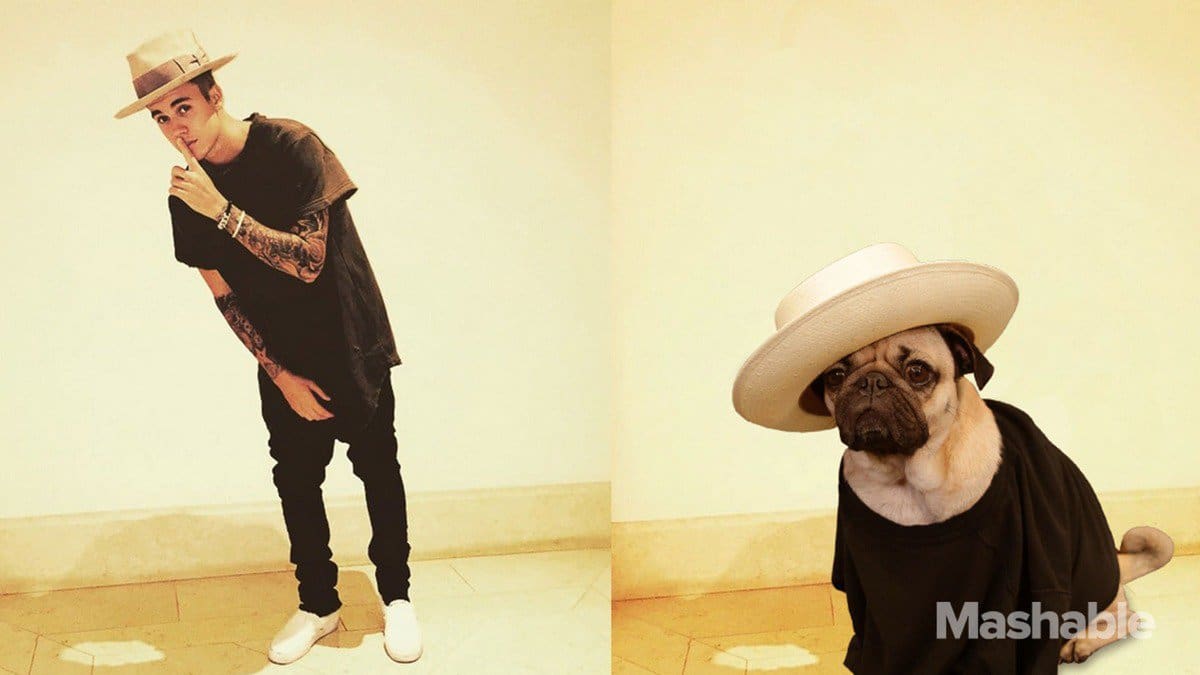 Conocé al perro fan de Justin Bieber y Taylor Swift