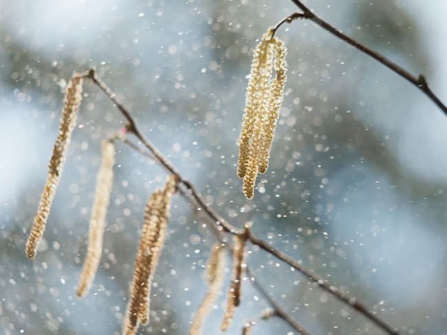 El polen, un enemigo para muchos ciudadanos.