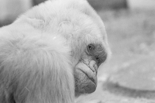 Copito de Nieve, el único gorila albino que se conoce