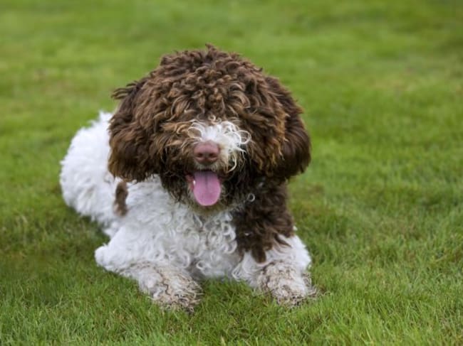 Perro de agua español.