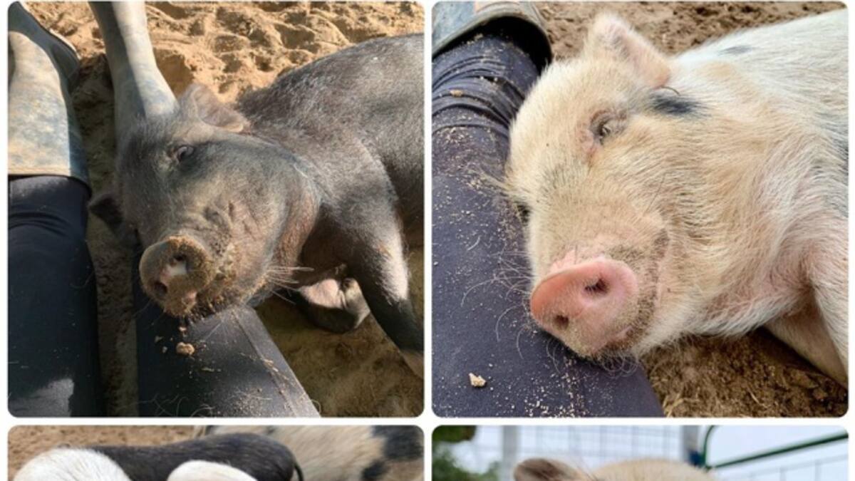 Refugio animal busca voluntarios para abrazar cerditos
