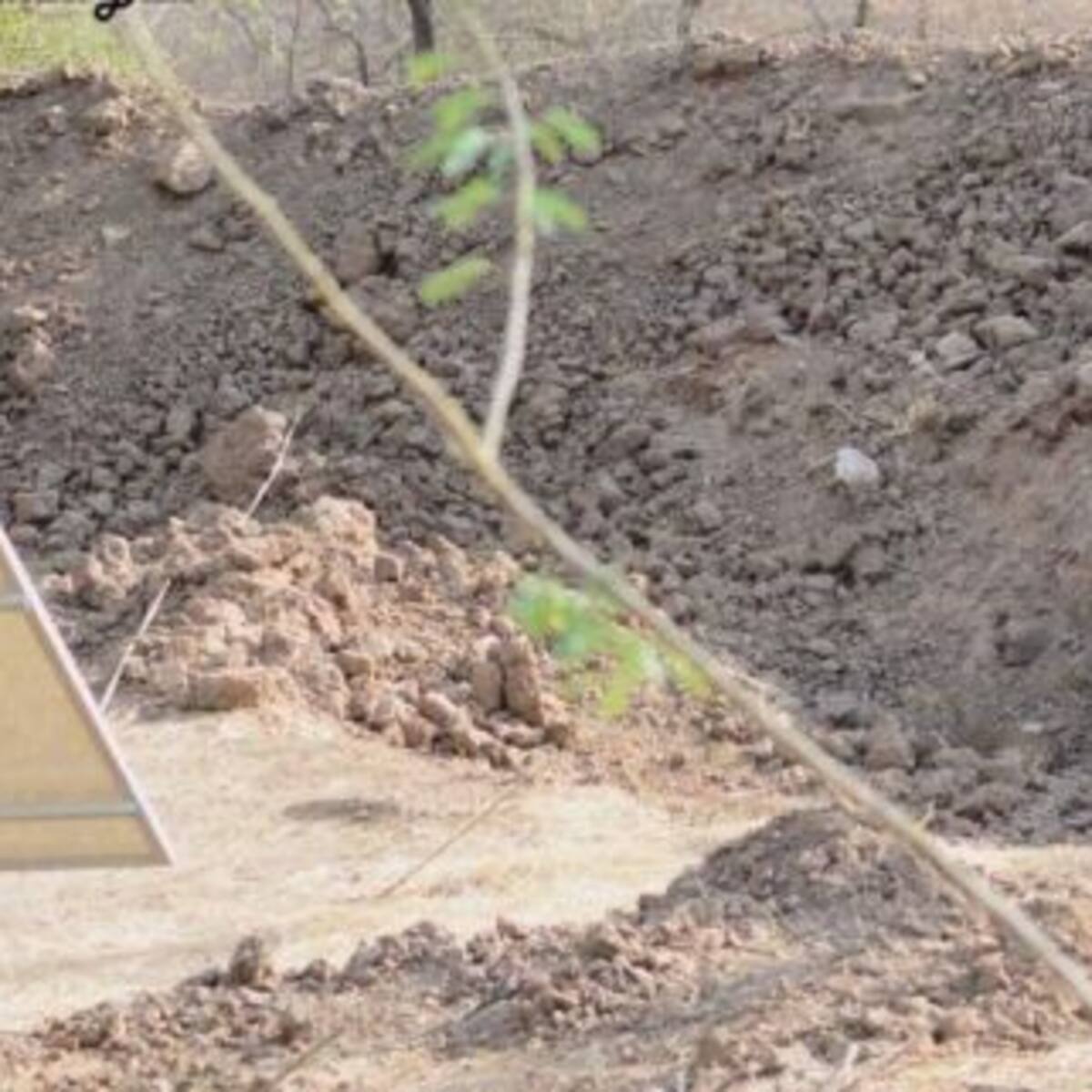 ¿Dónde está el leopardo? ¡Un nuevo desafío viral que nadie puede resolver!