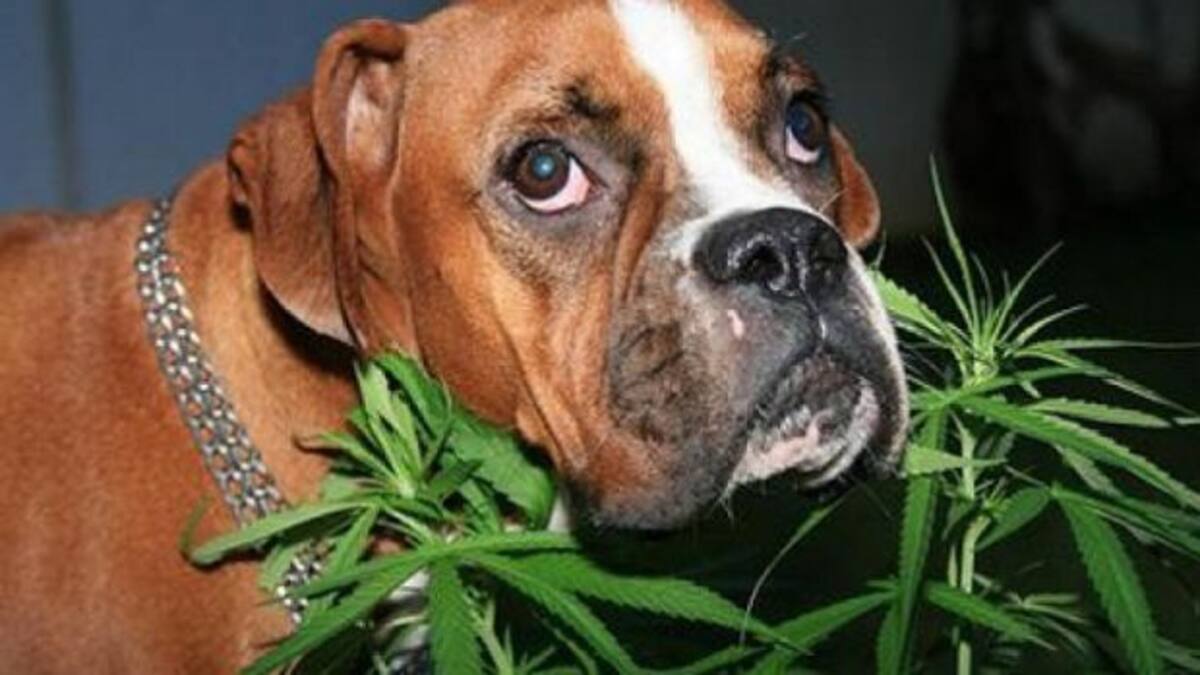 Marihuana para las mascotas
