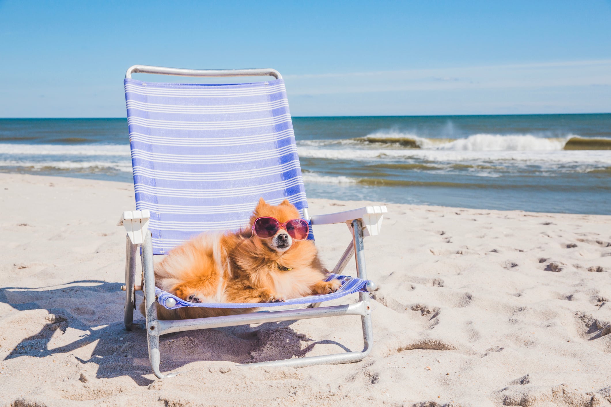 Un perro sentado en una hamaca y con unas gafas de sol en la playa.