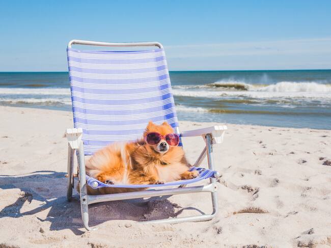 Un perro sentado en una hamaca y con unas gafas de sol en la playa.