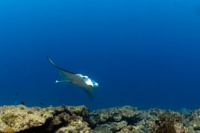 Los tiburones martillo no fueron las únicas especies marinas vivas en el cráter activo, también se encontraron mantarrayas y medusas.