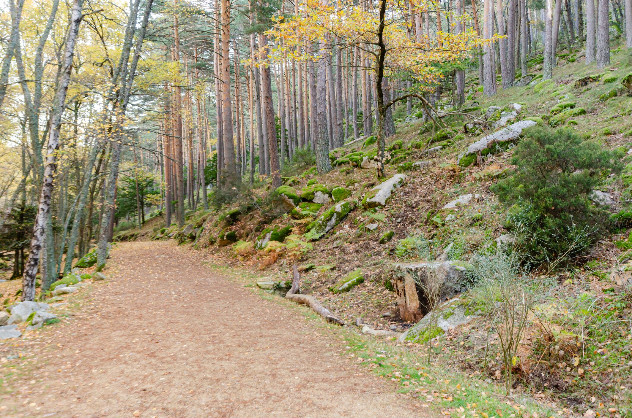 Un bosque en el valle de Canencia.