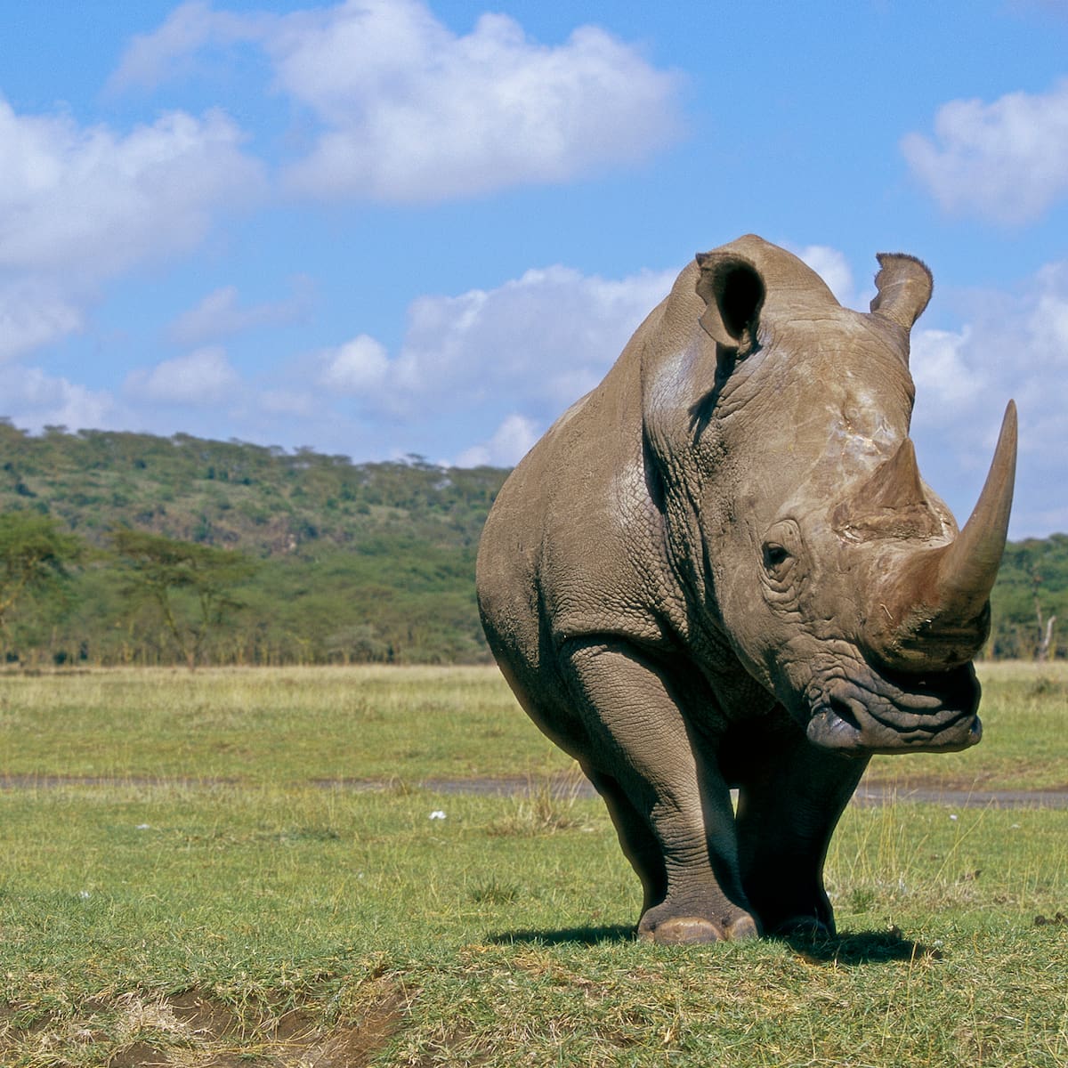 Los animales gigantes que un día habitaron España
