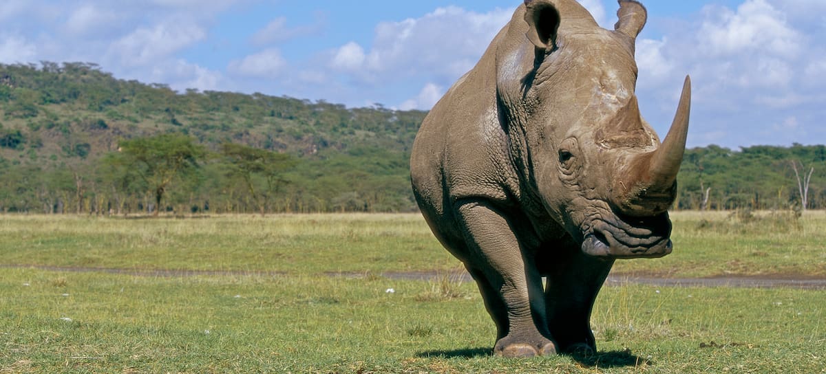 Los rinocerontes vivieron en la península ibérica.