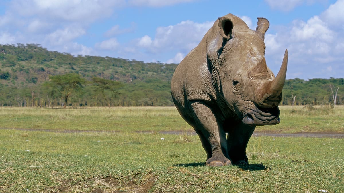 Los animales gigantes que un día habitaron España
