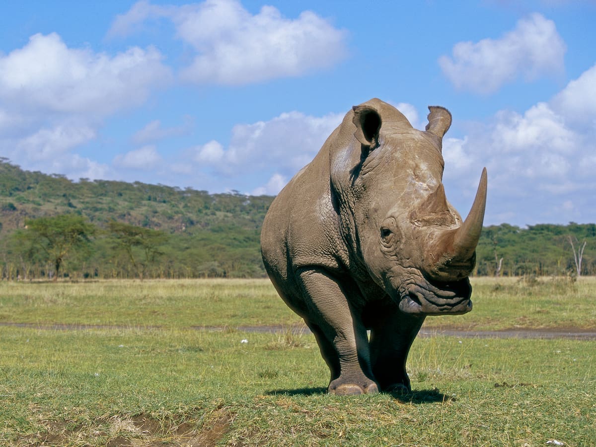 Los animales gigantes que un día habitaron España