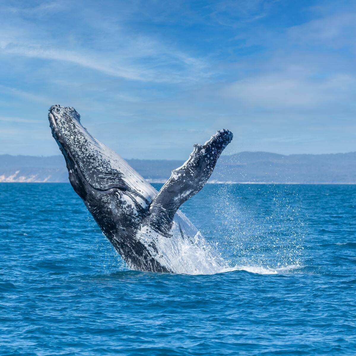 Indignación en Islandia: vuelve la caza de ballenas