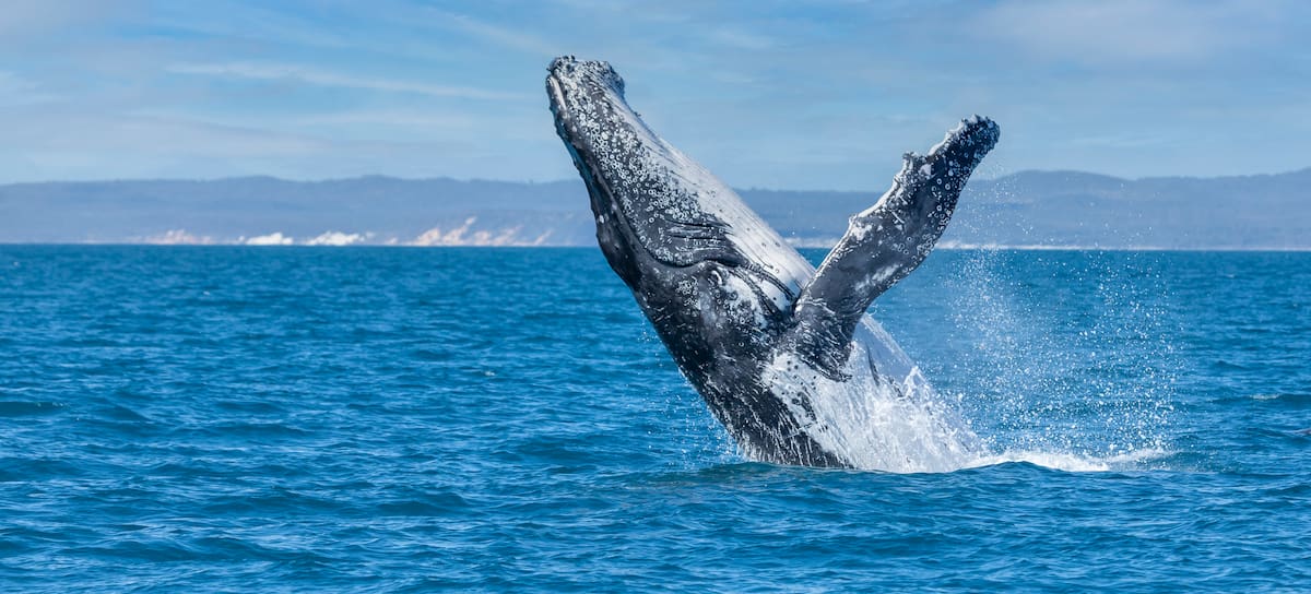 Islandia volverá a cazar ballenas.