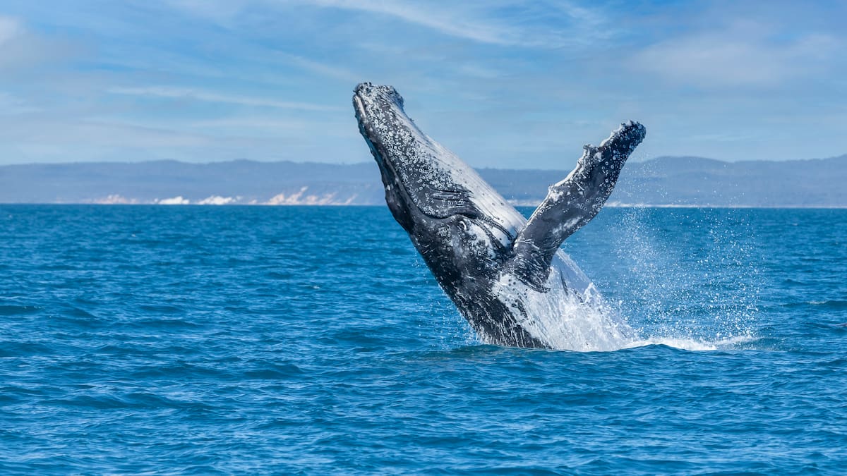 Indignación en Islandia: vuelve la caza de ballenas