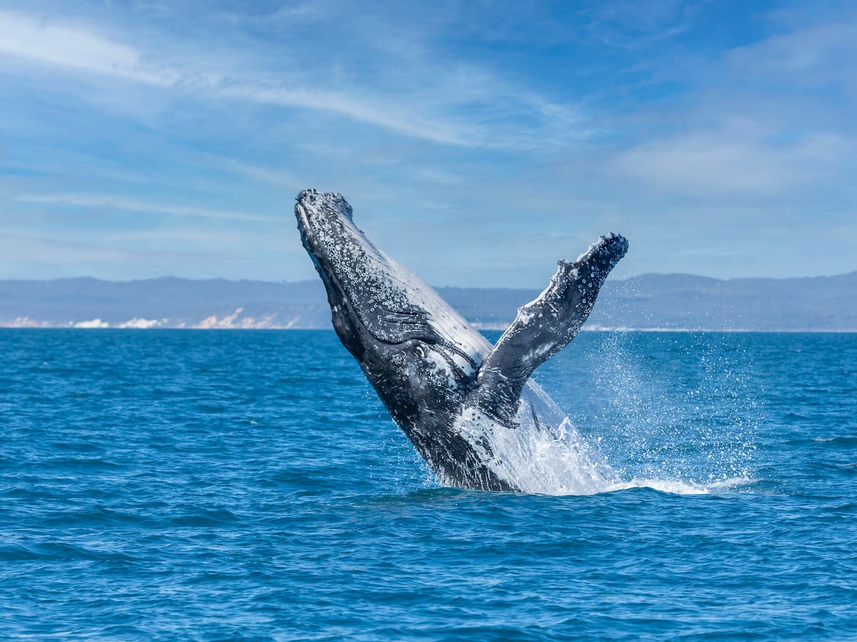 Indignación en Islandia: vuelve la caza de ballenas