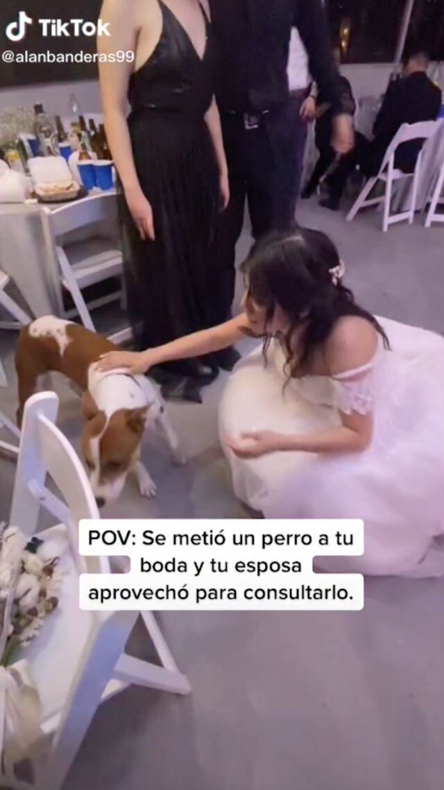 Perro se cuela a boda y se hace viral en TikTok