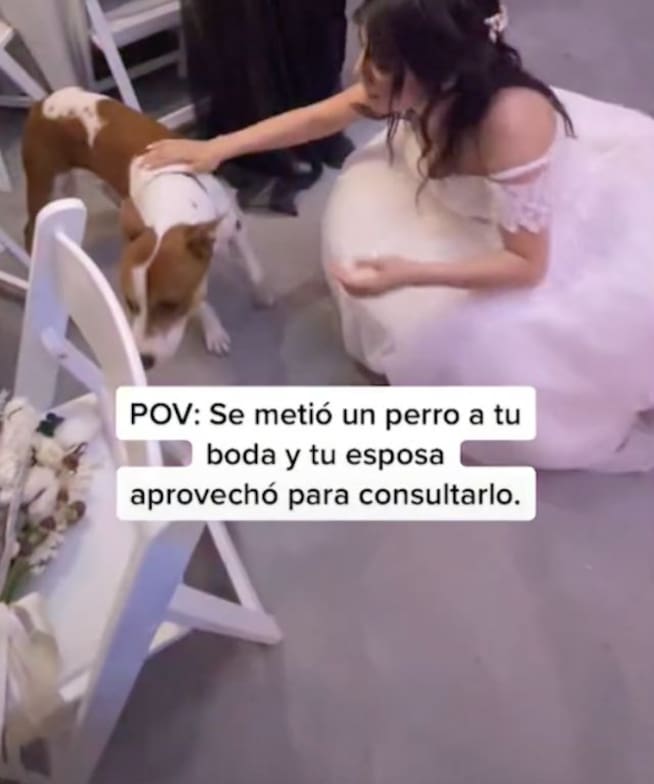 Perro se cuela a boda y se hace viral en TikTok