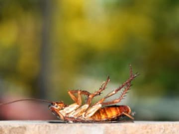 ¿Por qué no debes pisar las cucarachas? Te contamos todas las razones