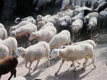 Fiesta de la Trashumancia hoy en Madrid: a qué hora es, recorrido y cortes de tráfico previstos por las ovejas